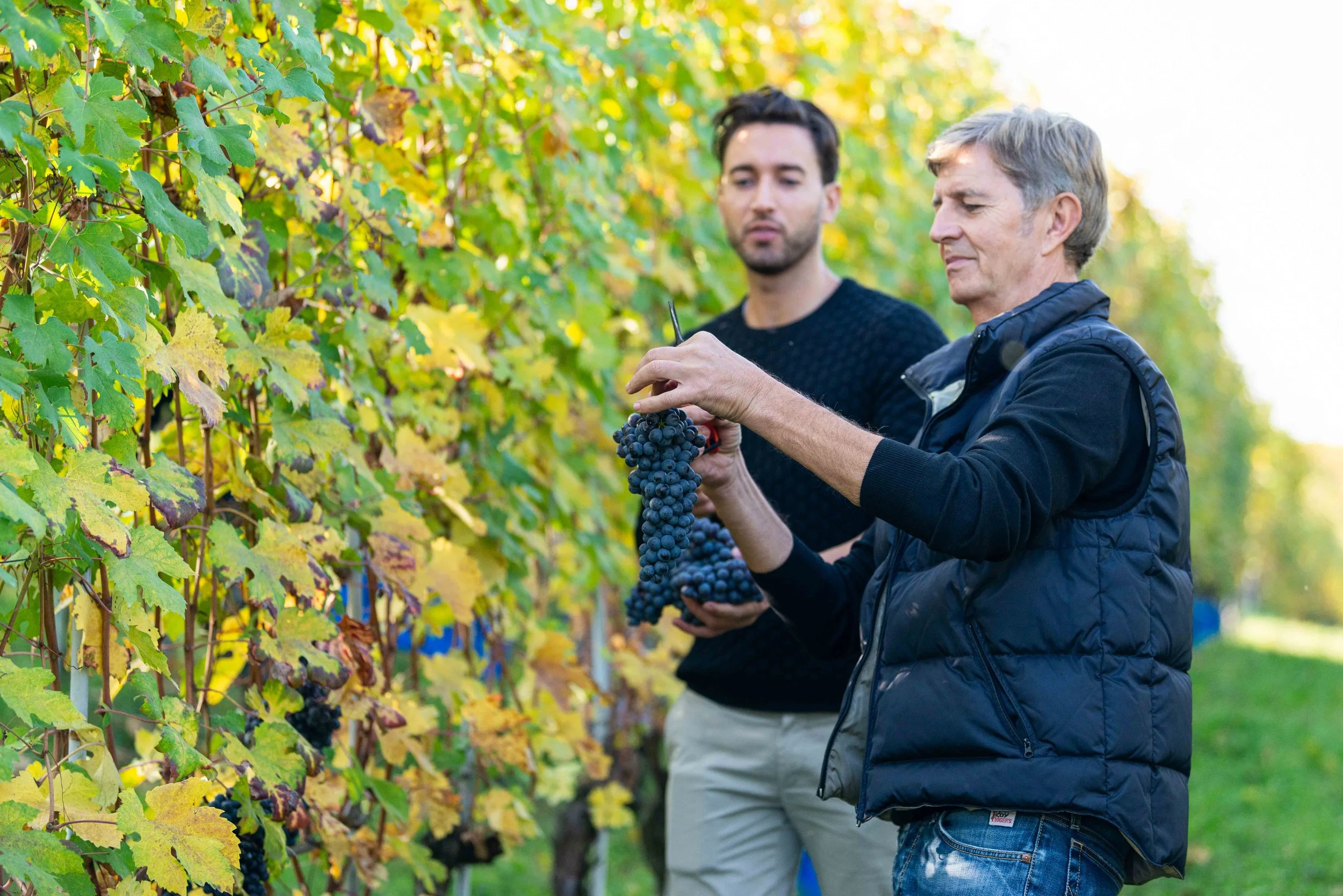 Azelia — Piedmont Wine Imports